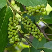 Haematococcus Pluvialis